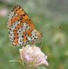 Melitaea didyma